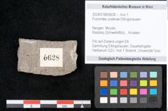 Foto (Objekt + Etikett) von Puccinites zosterae Ettingshausen (NHMW-GEO-2024-0188-6628)